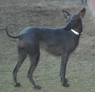 Rainshadow Farm PIO