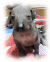 Rainshadow Farm puppies